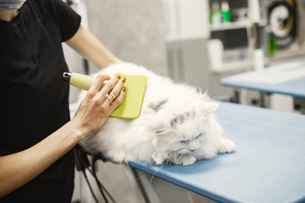 How Often Should I Brush My Cat and Why Is It Important For Cats?