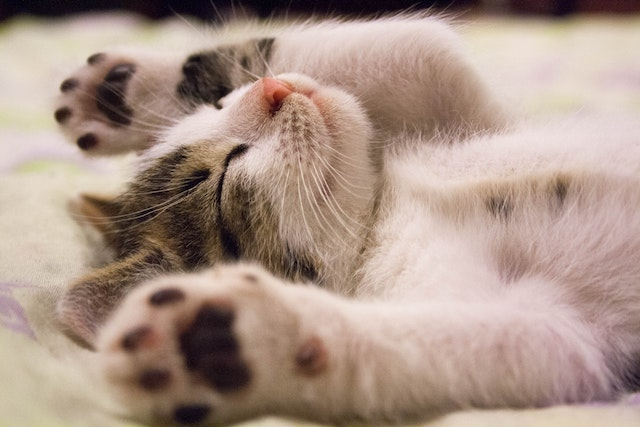 How Often Should I Trim My Cat's Nails?