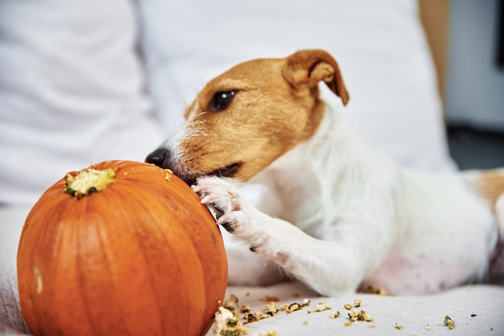How to Make Pumpkin Puree for Dogs?