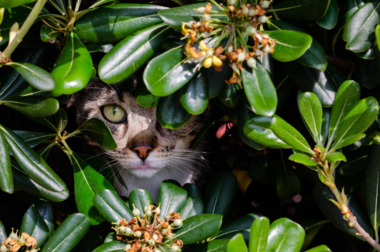 How to Stop a Cat from Eating Plants?