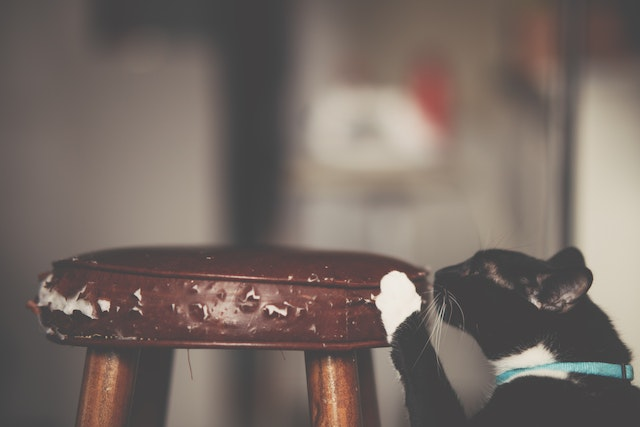 7 Ways How To Stop Cat From Scratching Door