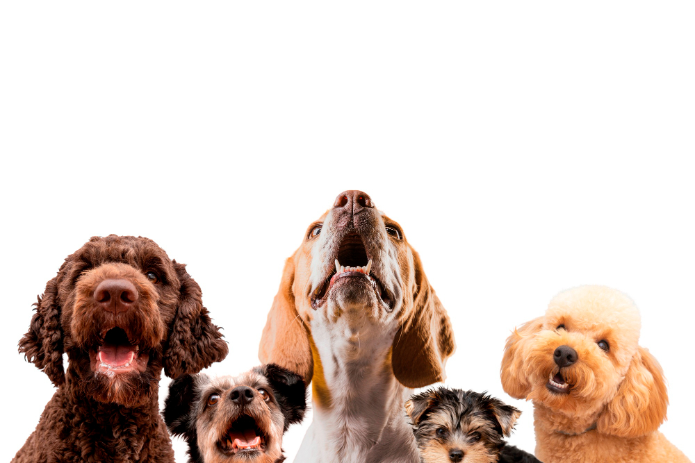 How To Use Nail Clippers For Dogs + Safety Tips for Trimming
