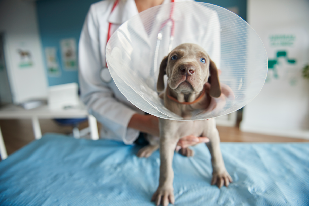 Dog Skin Tags: Causes, Diagnosis, and More