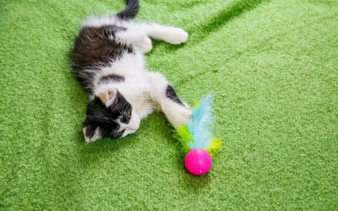 How to Take Care of a Kitten | RexiPets