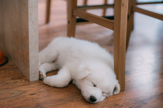 Puppy's First Vet Visit Checklist