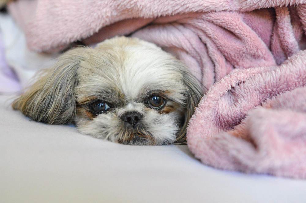 Does Teething Cause Diarrhea in Puppies?