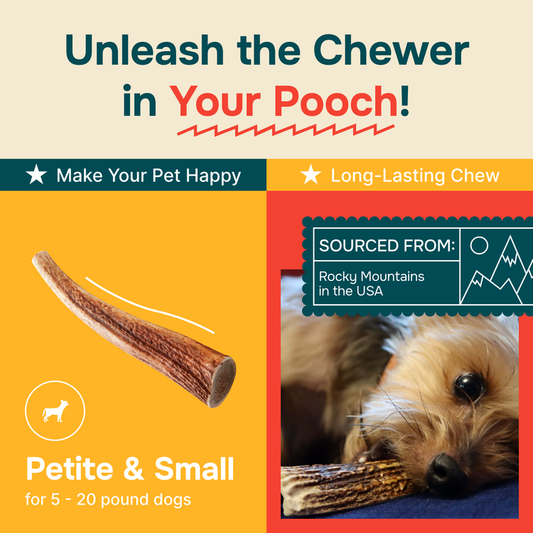 Whole Elk Antlers for Dogs - Medium - (5 Value Pack)