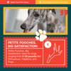Whole Elk Antlers for Dogs - Medium - (5 Value Pack)