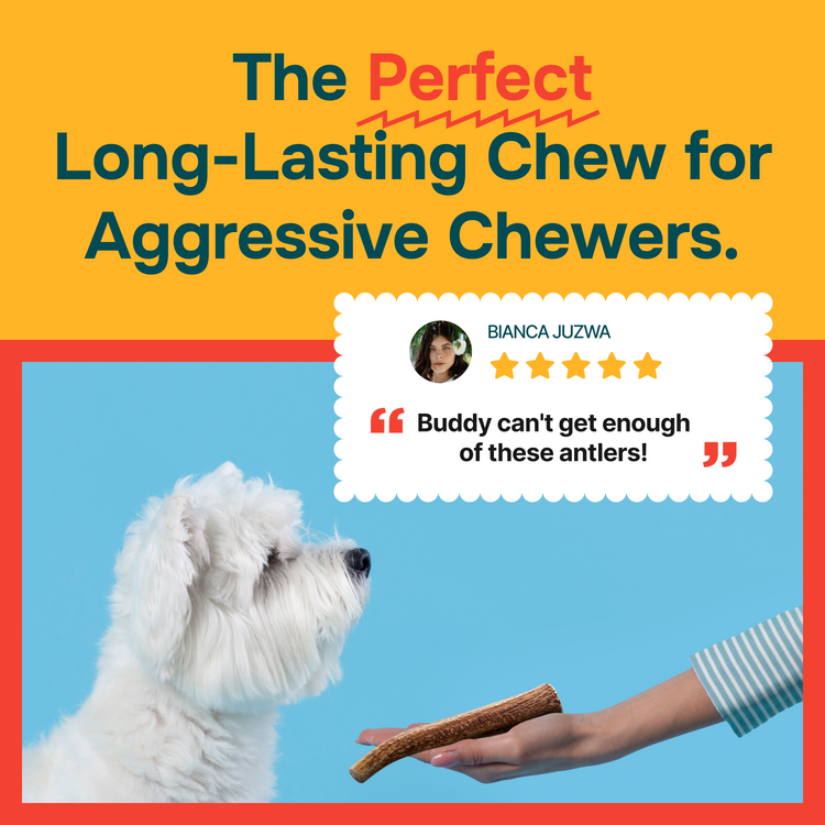 Whole Elk Antlers for Dogs - Medium - (5 Value Pack)