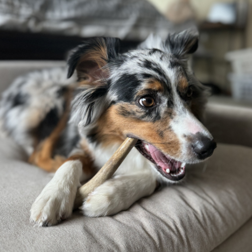 Dog chewing on a Rexipets Whole Elk Antler chew on a couch