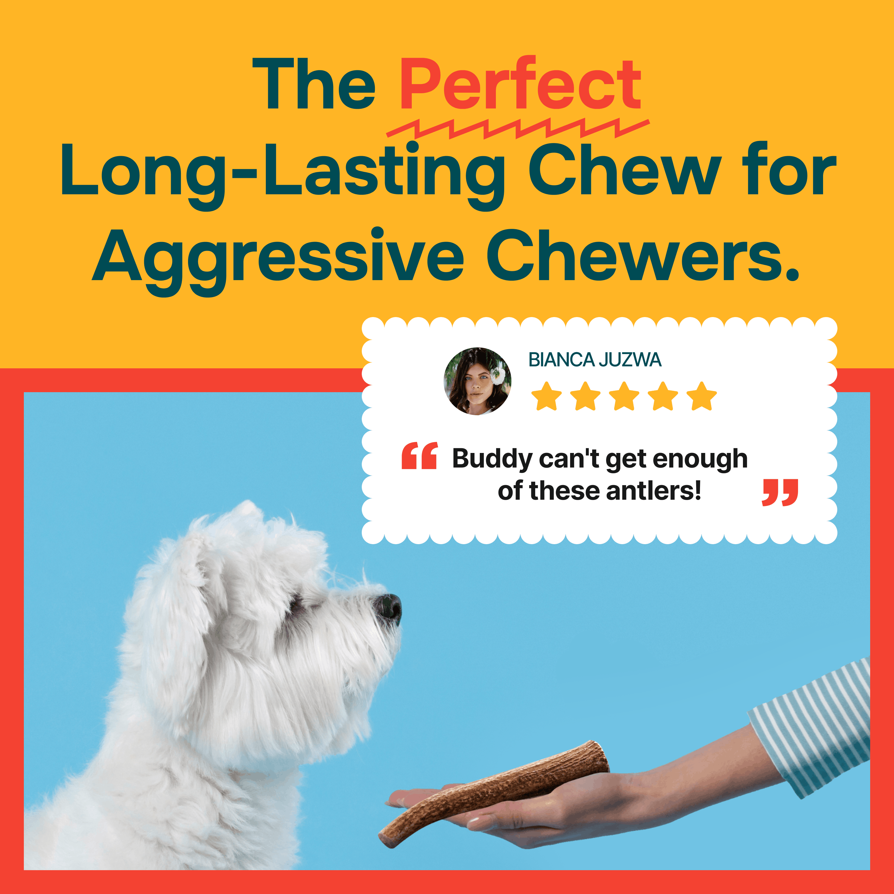 Whole Elk Antlers for Dogs