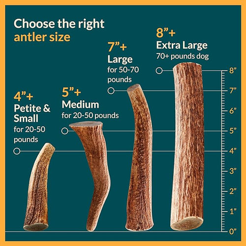 Whole Elk Antlers for Dogs
