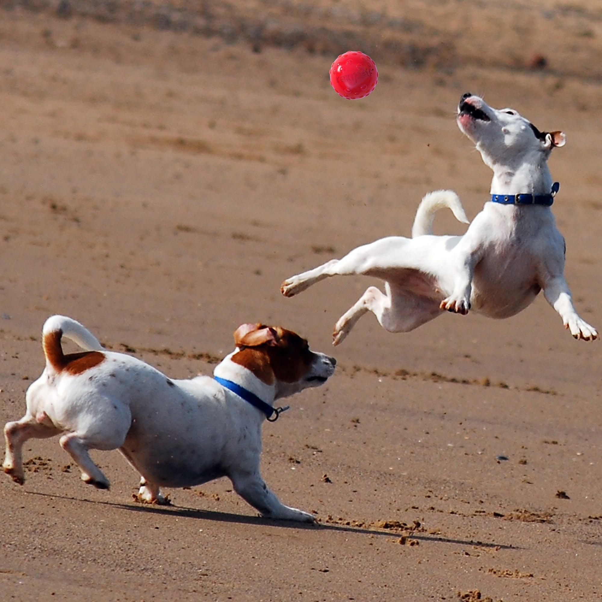 Heavy Duty Dog Play Ball