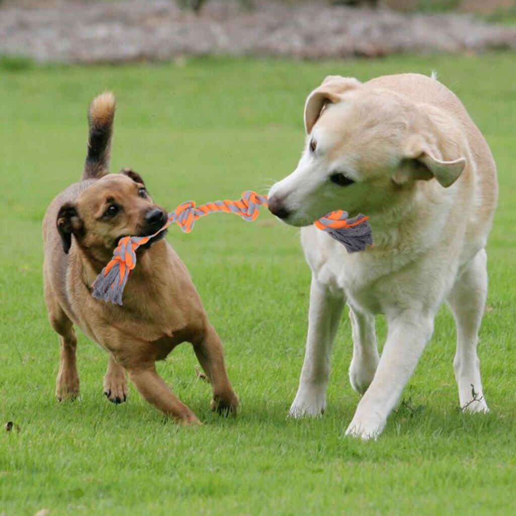 Short Dog Rope Toy Tug-War