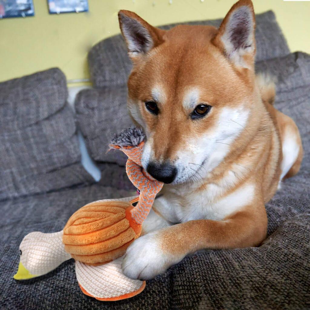 Squeaky Plush Dog Toy Fire Bird Duck