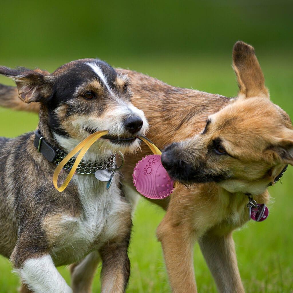 Dog Rubber Ball Tug-War Ball