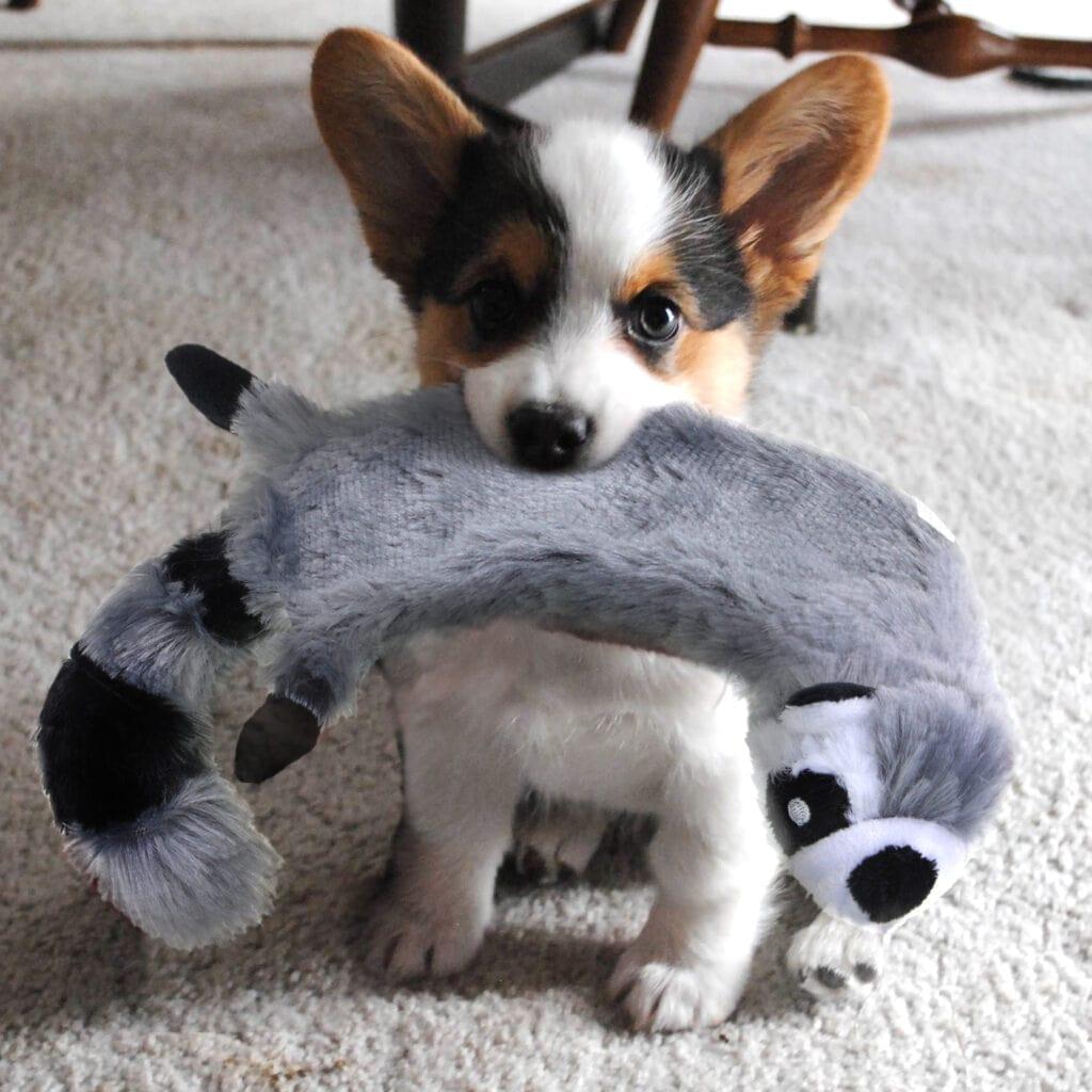 Squeaky Plush Dog Toy Naughty Raccoon